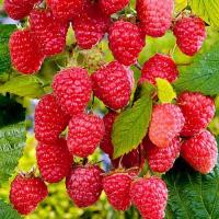 Малиновая гряда