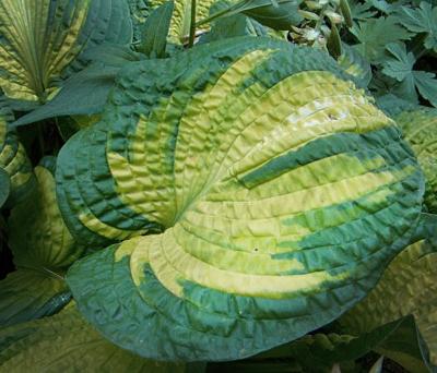 Хоста Бразер Стефа