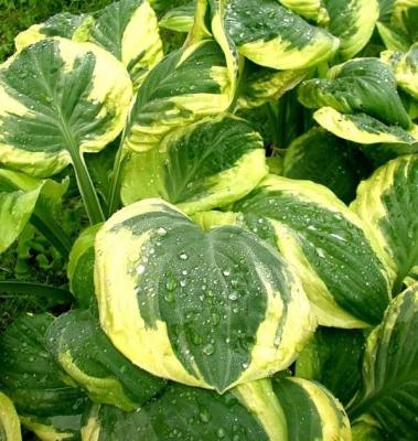 Хоста Карнавал