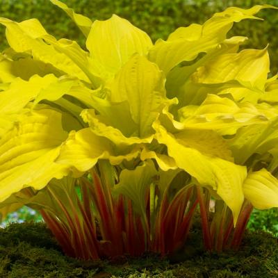 Хоста Липстик Блонд