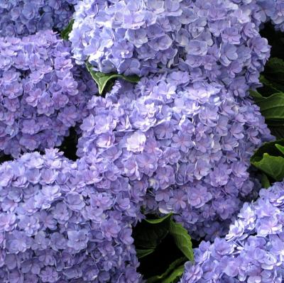 Гортензия крупнолистная You and Me Together (Ю энд Ми Тугезер)