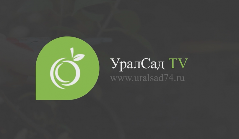 Летняя обрезка гортензий