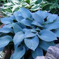 Хоста Халкион