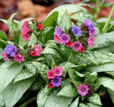 Медуница Маджести