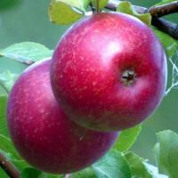 Сласть Алая