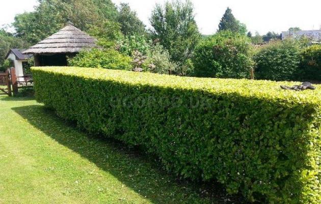 Стефанандра