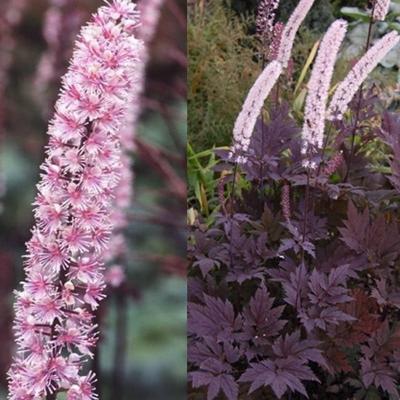 Клопогон ветвистый Пинк Спайк