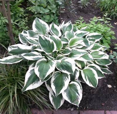 Хоста Патриот