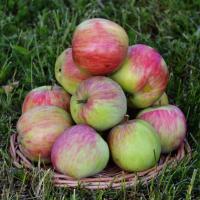 Бельфлер башкирский