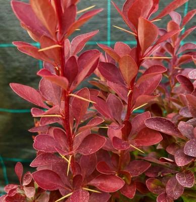 Барбарис Оранж Рокет