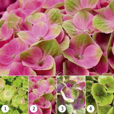 Гортензия крупнолистовая Magical Amethyst (Мэджикал Аметист)