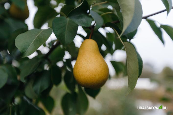 Самоплодность и самобесплодность плодовых растений