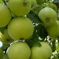 Свердловчанин