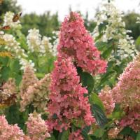 Гортензия Долли