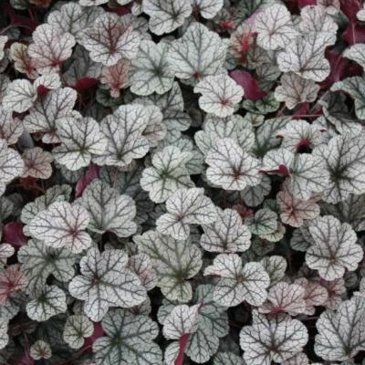 Сильвер Скроллс