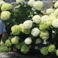 Гортензия Инкредибол