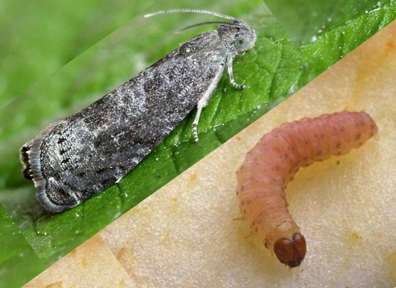 Яблонная плодожорка