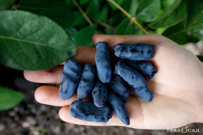 Старые сорта и новая селекция жимолости