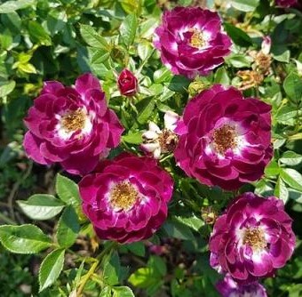 Роза миниатюрная Даймонд Айс (Rosa Diamond Eyes)