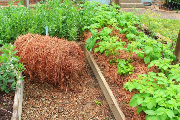 Эффективное использование соломы на дачном участке