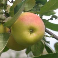 Данила (ВЭМ желтый)