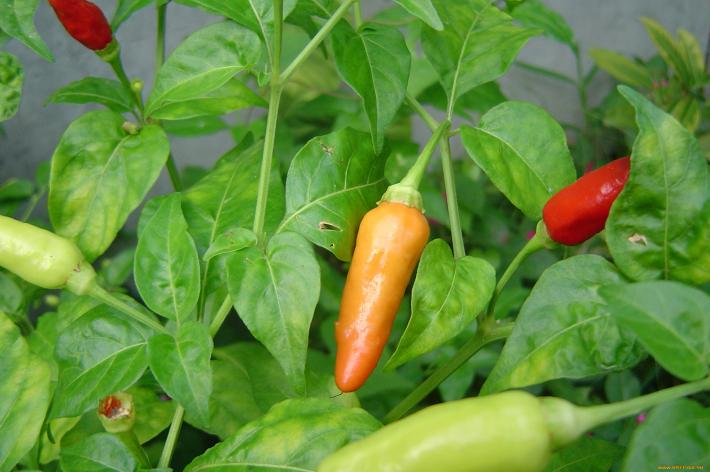 Почему перец сбрасывает листья - агротехника