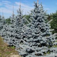 Хупси (Picea pungens Hoopsii)