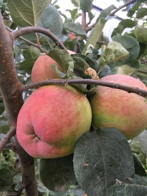 Уральское Ребристое