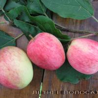 Летнее полосатое