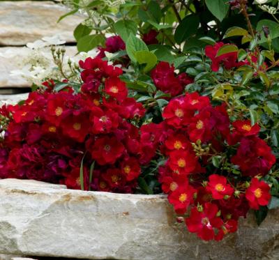 Роза почвопокровная Иониум (Rosa Aeonium)