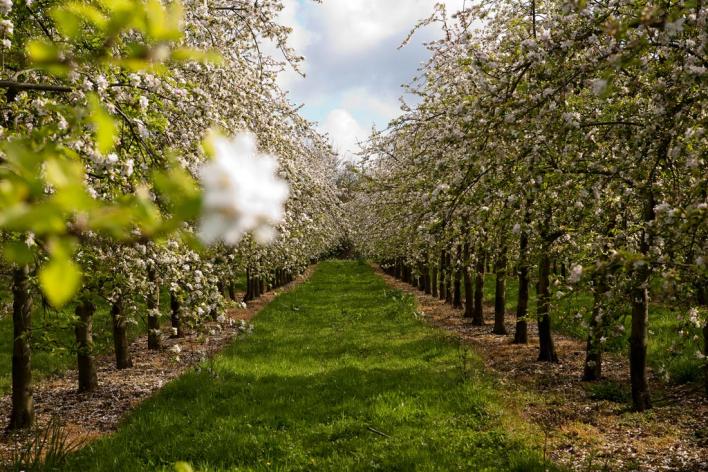 Разбиваем плодовый сад