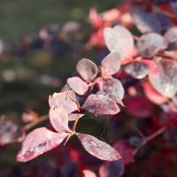 Барбарис Оттавский