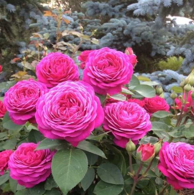 Роза флорибунда Хайди Клум (Rosa Heidi Klum)