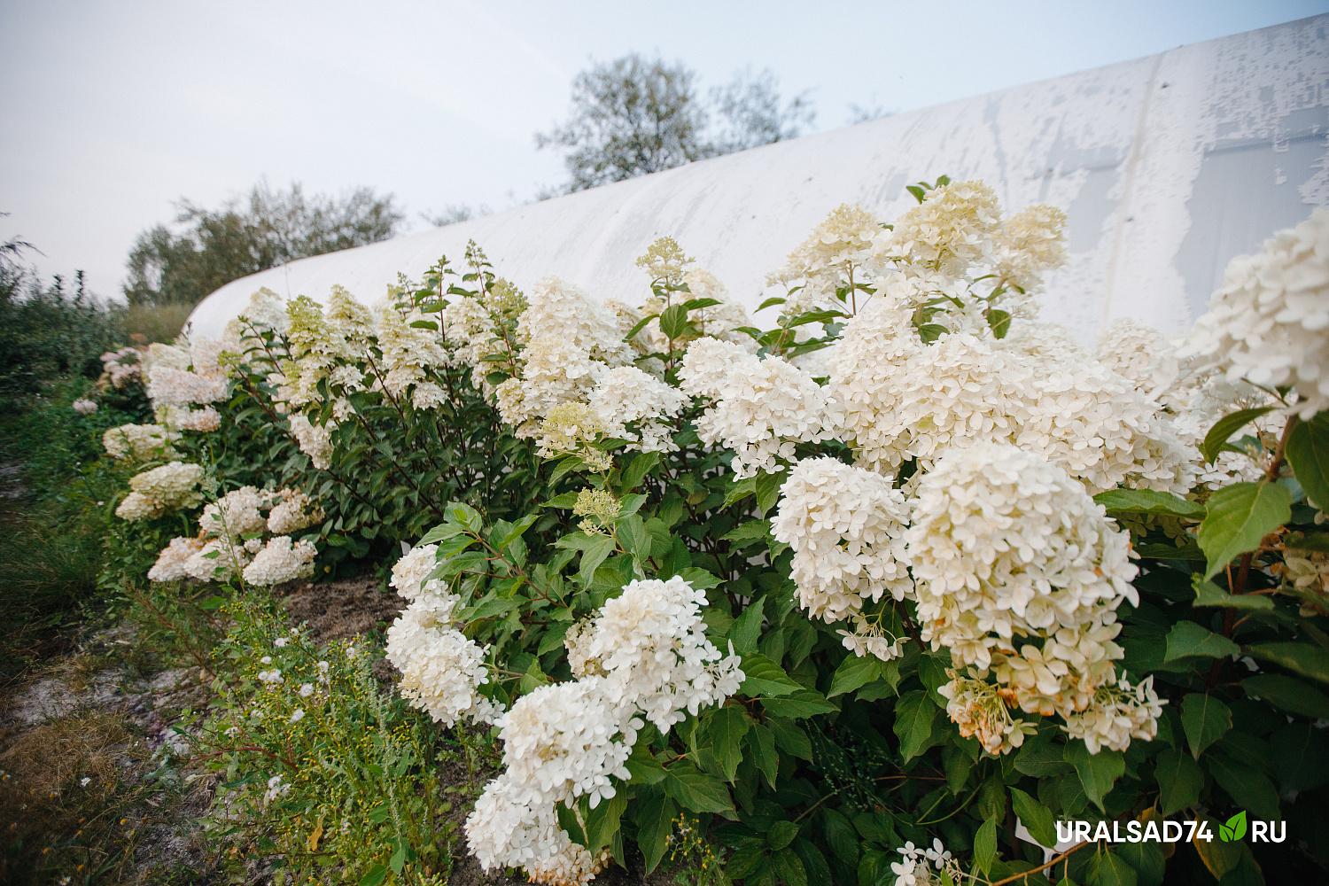 Все гортензии по 1000 рублей до 10 сентября 2023 г