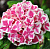 Гортензия крупнолистная Camilla (Камилла)
