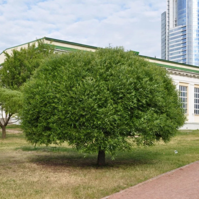 Ива шаровидная