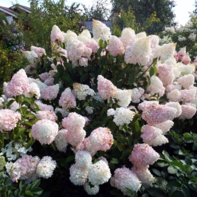 Саммер лав (Summer Love)