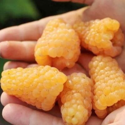 Карамелька Желтая