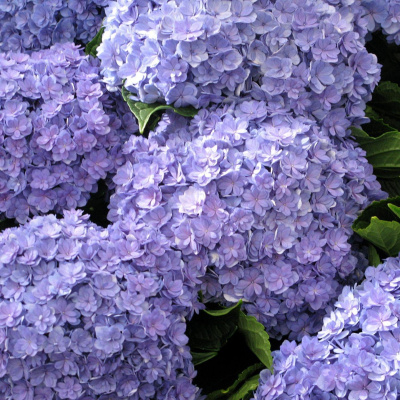 Гортензия крупнолистная You and Me Together (Ю энд Ми Тугезер)