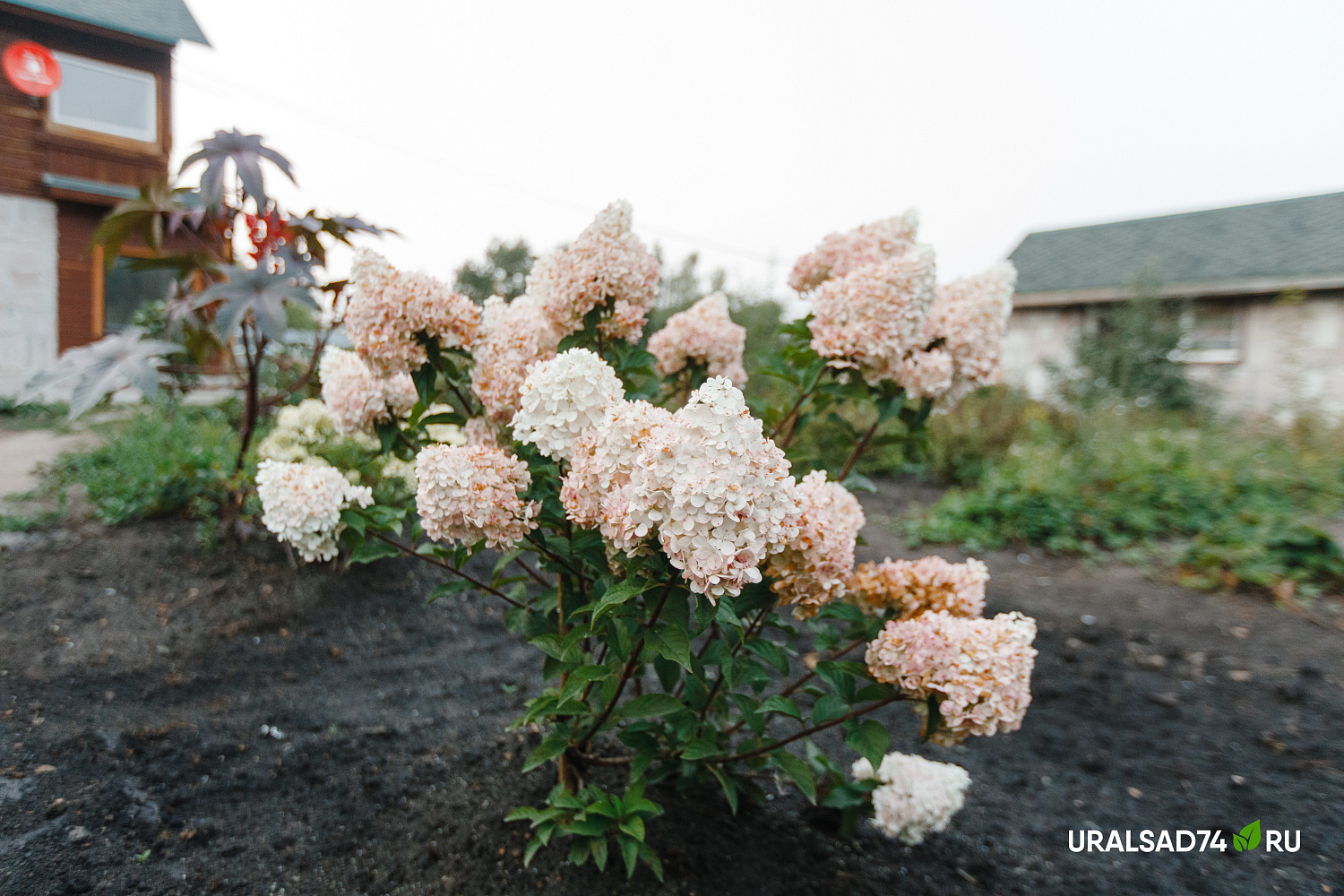Все гортензии по 1000 рублей до 10 сентября 2023 г