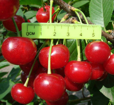 Молодежная