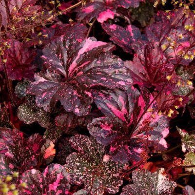 Миднайт Роуз