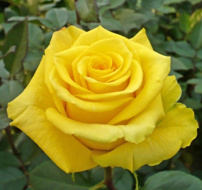 Роза чайно-гибридная  Керио (Rosa Kerio)