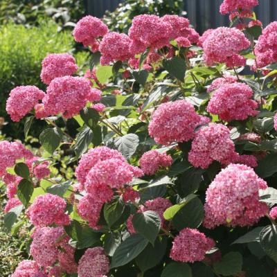 Гортензия Инвинсибелль Спирит