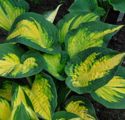 Хоста Форбидден Фрут