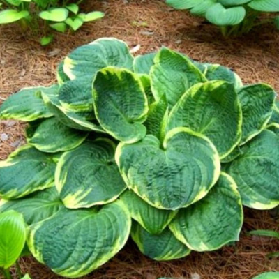 Хоста Кристмас Три