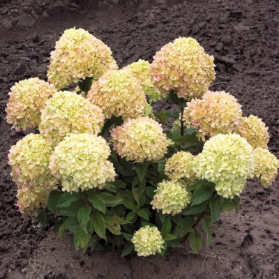 Гортензия Литл Лайм