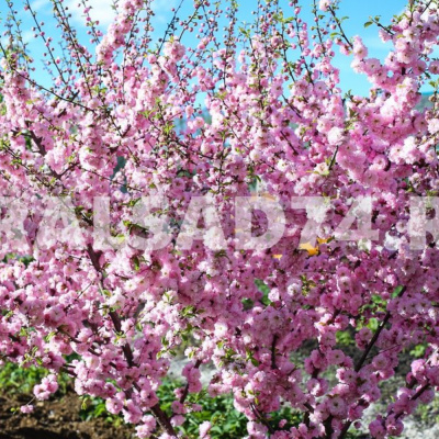 Луизиания "Сакура"