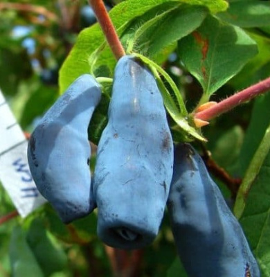 Дочь Великана