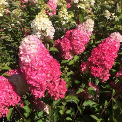 Гортензия Фрайз Мельба